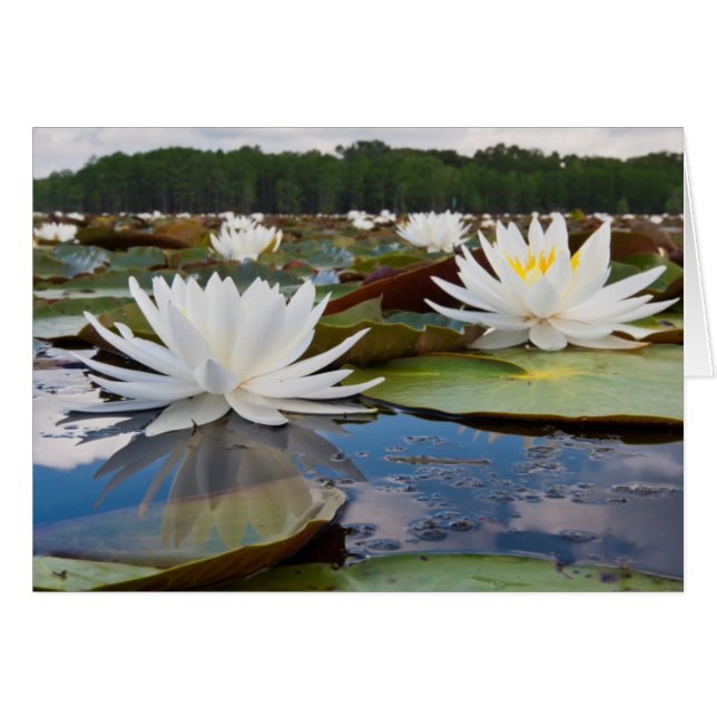 Nénuphar odorant (Nymphaea Odorata) sur Caddo (Devant horizontal)