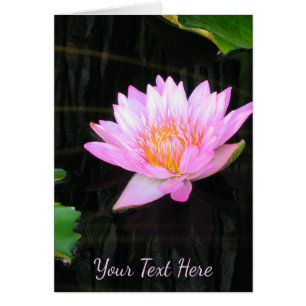 Nénuphar rose Lotus