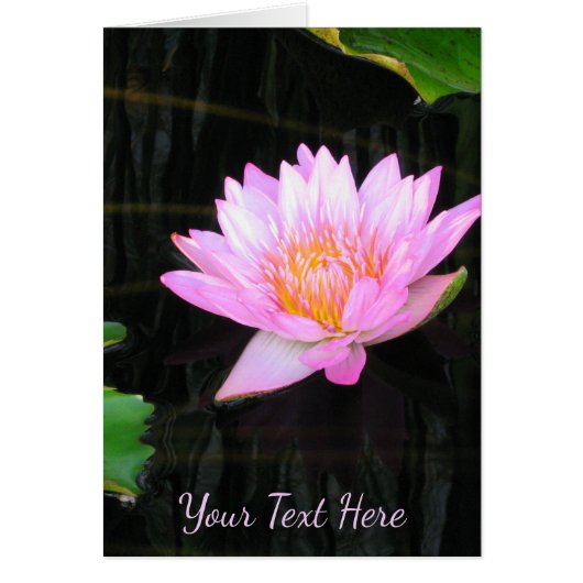 Nénuphar rose Lotus (Devant)