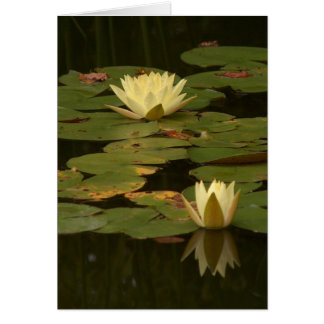 Nénuphars blancs