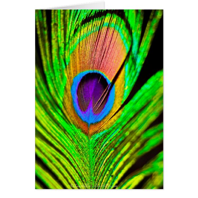 Neon Colors Peacock Feather (Devant)