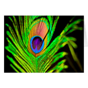Neon Colors Peacock Feather