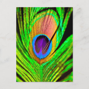 Neon Colors Peacock Feather Briefkaart