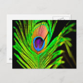 Neon Colors Peacock Feather Briefkaart (Voorkant / Achterkant)