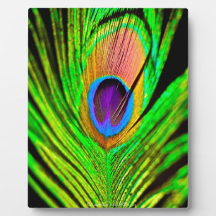 Neon Colors Peacock Feather Fotoplaat