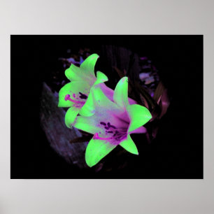 Neon Lilies Poster foto/afdruk