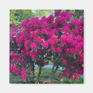 Neon Natuur Magneet