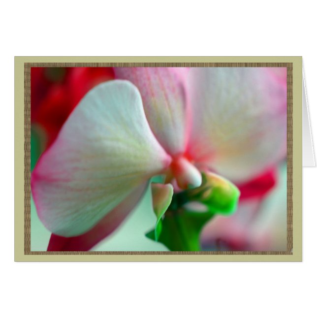 Neon Orchid (Devant Horizontal)