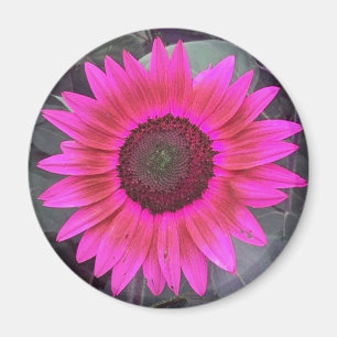 Neon Pink Sunflower Magnet Magneet