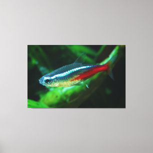 Neon Tetra Fish Paracheirodon Innesi Canvas Afdruk