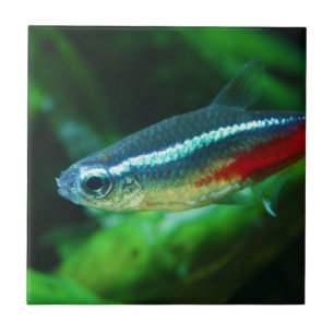 Neon Tetra Fish Paracheirodon Innesi Tegeltje