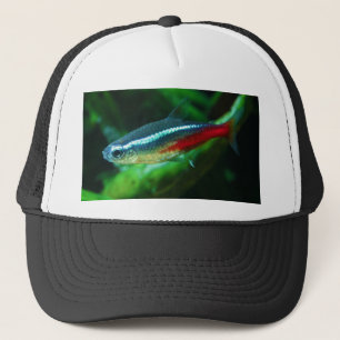Neon Tetra Fish Paracheirodon Innesi Trucker Pet
