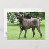 Neopolitan Mastiff Cyclone 01 Briefkaart (Voorkant / Achterkant)