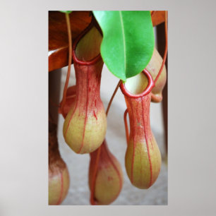 Nepenthes Dangling Poster