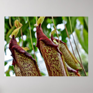 Nepenthes planten poster