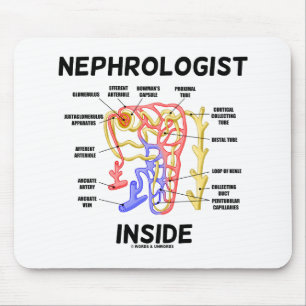 Nephroloog Inside Kidney Nephron Muismat