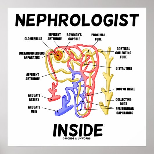 Nephroloog Inside Kidney Nephron Poster (Voorkant)