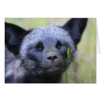 Nerf de boeuf le renard