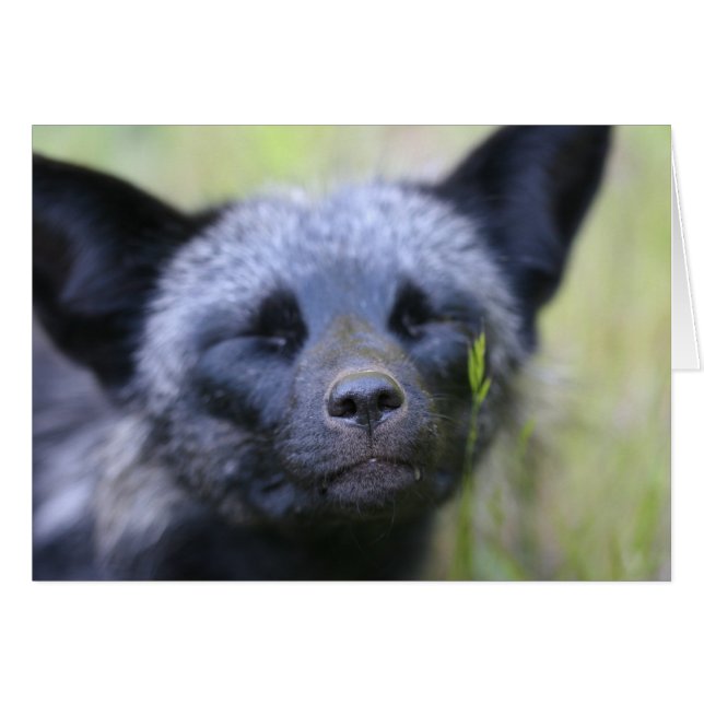 Nerf de boeuf le renard (Devant horizontal)