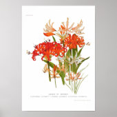 Nerines Poster (Voorkant)