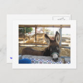 Nerja Donkey Sanctuary Briefkaart (Voorkant / Achterkant)