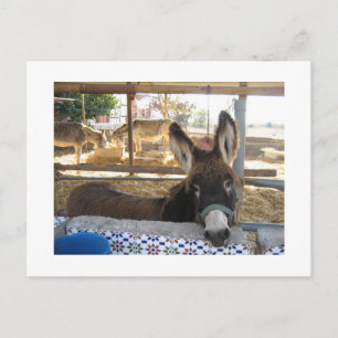 Nerja Donkey Sanctuary Briefkaart