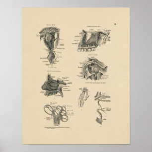 Nerve Anatomy 1880 Afdrukken Poster