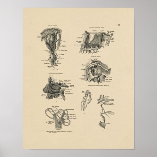 Nerve Anatomy 1880 Afdrukken Poster (Voorkant)