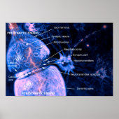 Nerve synapse poster (Voorkant)