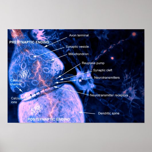 Nerve synapse poster (Voorkant)