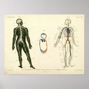  Nerves Arteries Anatomie Print