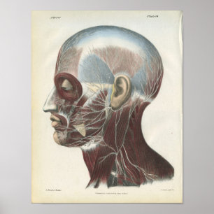 Nerves van de Neck Anatomy Print