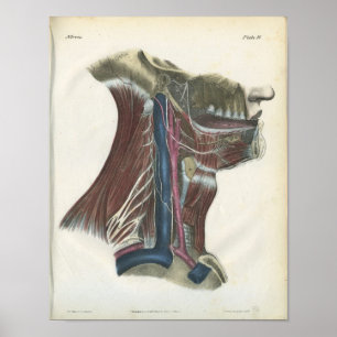 Nerves van de Neck Anatomy Print