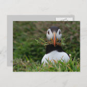 Nest Builder Puffin Briefkaart (Voorkant / Achterkant)