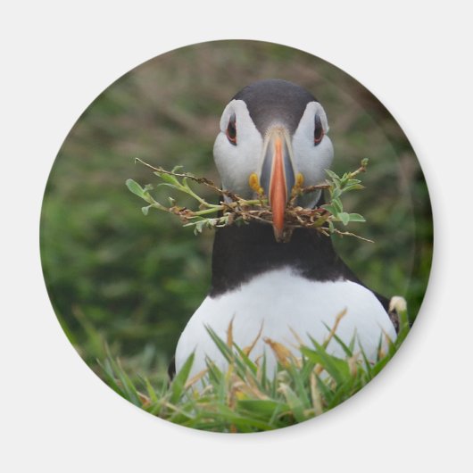 Nest Builder Puffin Magneet (Voorkant)