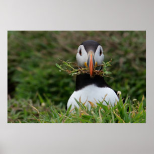 Nest Builder Puffin Poster