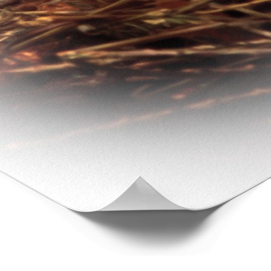 Nest Feeding Time of Tree Swallow Poster (Hoek)