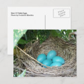 Nest of Robin Eggs Briefkaart (Voorkant / Achterkant)