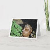 Nesten van vrouwelijke wilde eend kaart (Voorkant)