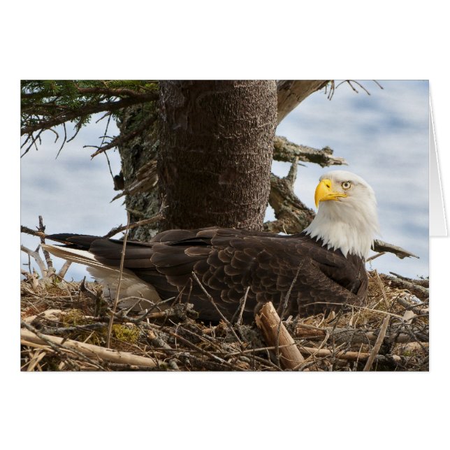 Nesting Bald Eagle (Voorkant Horizontaal)