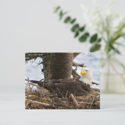 Nesting Bald Eagle Briefkaart (Staand voorkant)