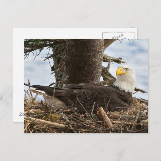 Nesting Bald Eagle Briefkaart (Voorkant / Achterkant)