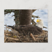 Nesting Bald Eagle Briefkaart (Voorkant)