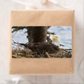 Nesting Bald Eagle Etiket (Insitu)