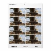 Nesting Bald Eagle Etiket (Full Sheet)