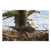 Nesting Bald Eagle Foto Afdruk (Voorkant)