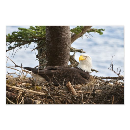 Nesting Bald Eagle Foto Afdruk (Voorkant)
