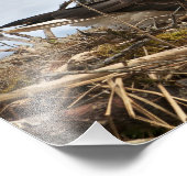 Nesting Bald Eagle Foto Afdruk (Hoek)