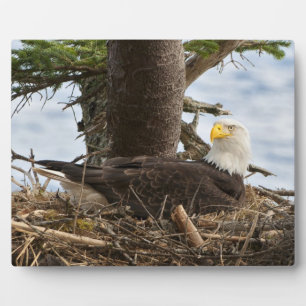 Nesting Bald Eagle Fotoplaat