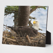 Nesting Bald Eagle Fotoplaat (Zijkant)